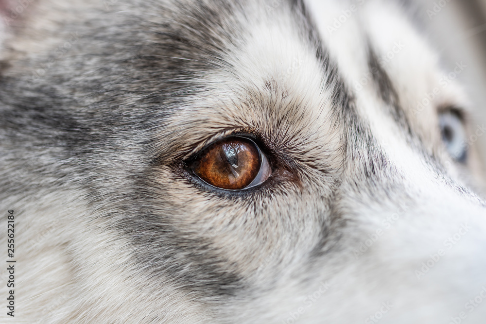 Fototapeta cute Siberian husky with brown eyes close up. pet animals