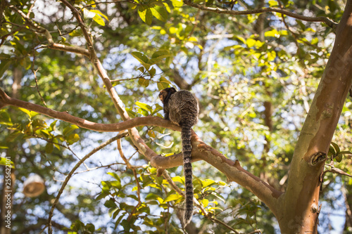 Sagui monkey (Mico Estrela) in the wild in Rio de Janeiro, Brazil