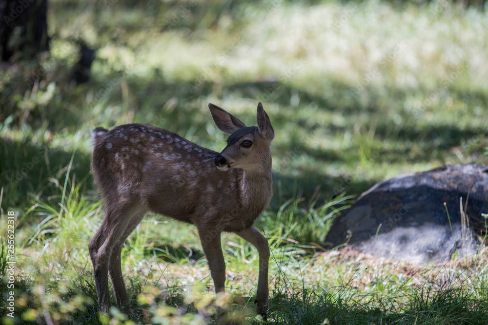 Biche et faon