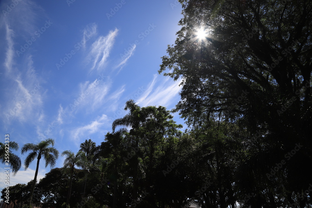 Obraz premium tree in the sky