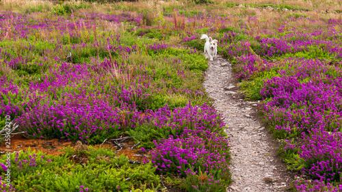 Scenic hiking path through beautiful purple heather flowers on an Irish hill with a cute little white dog running. Wildflowers on Howth Head, Co. Dublin, Ireland on a lovely summer day.