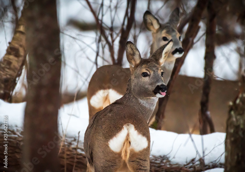 Wallpaper Mural Roe Deer Torontodigital.ca