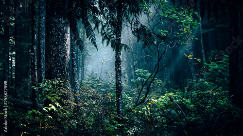 Fototapeta Naklejka Na Ścianę i Meble -  God ray in the deep forest