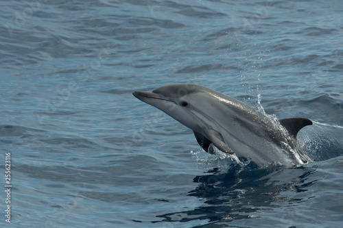 Dauphin bleu et blanc