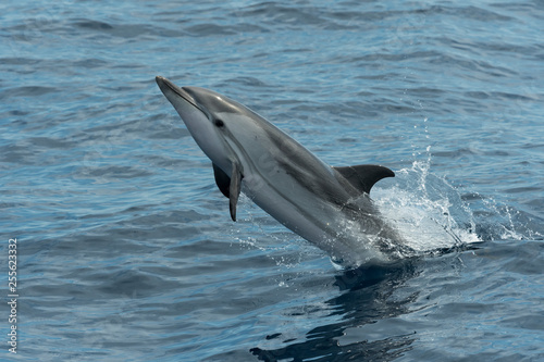 Dauphin bleu et blanc