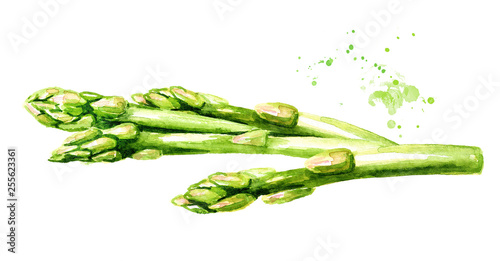Fresh green asparagus Watercolor hand drawn horizontal illustration isolated on white background