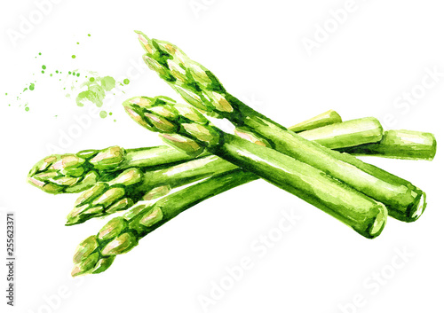 Принти на полотні Fresh green asparagus, Watercolor hand drawn illustration,  isolated on white ba