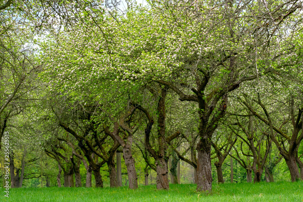 Cherry orchard. Tree trunk cherry in a row. Cherry trees alley Cherry orchard. Tree trunk cherry in a row. Cherry trees alley