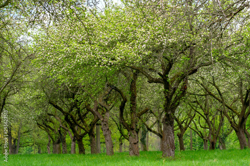 Cherry orchard. Tree trunk cherry in a row. Cherry trees alley