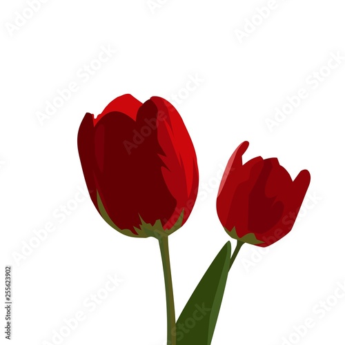 Fototapeta Naklejka Na Ścianę i Meble -  isolated red tulip