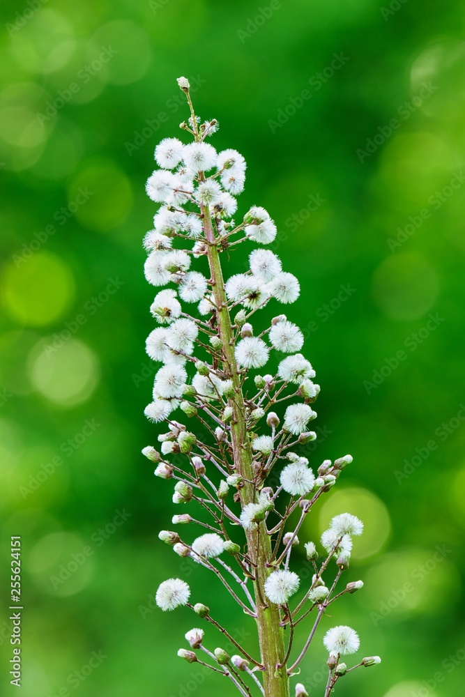 Plant in a meadow with white flowers. Isolated on a green background. Plant in a meadow with white flowers. Isolated on a green background.