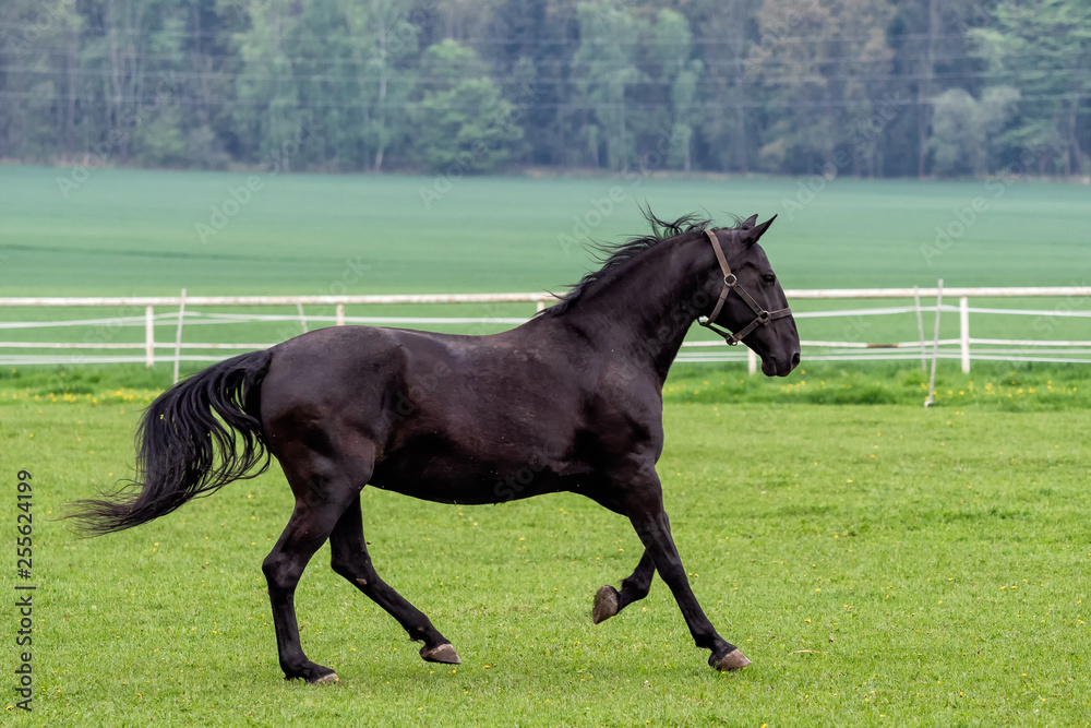 Running black kladrubian horse on green pasture Running black kladrubian horse on green pasture