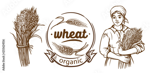 Wheat ears hand drawn. Set isolated vector illustration. Beautiful woman farmer holding a wheat. Bakery shop. Wheat bouquet.