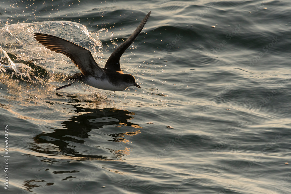 Fototapeta premium Puffin