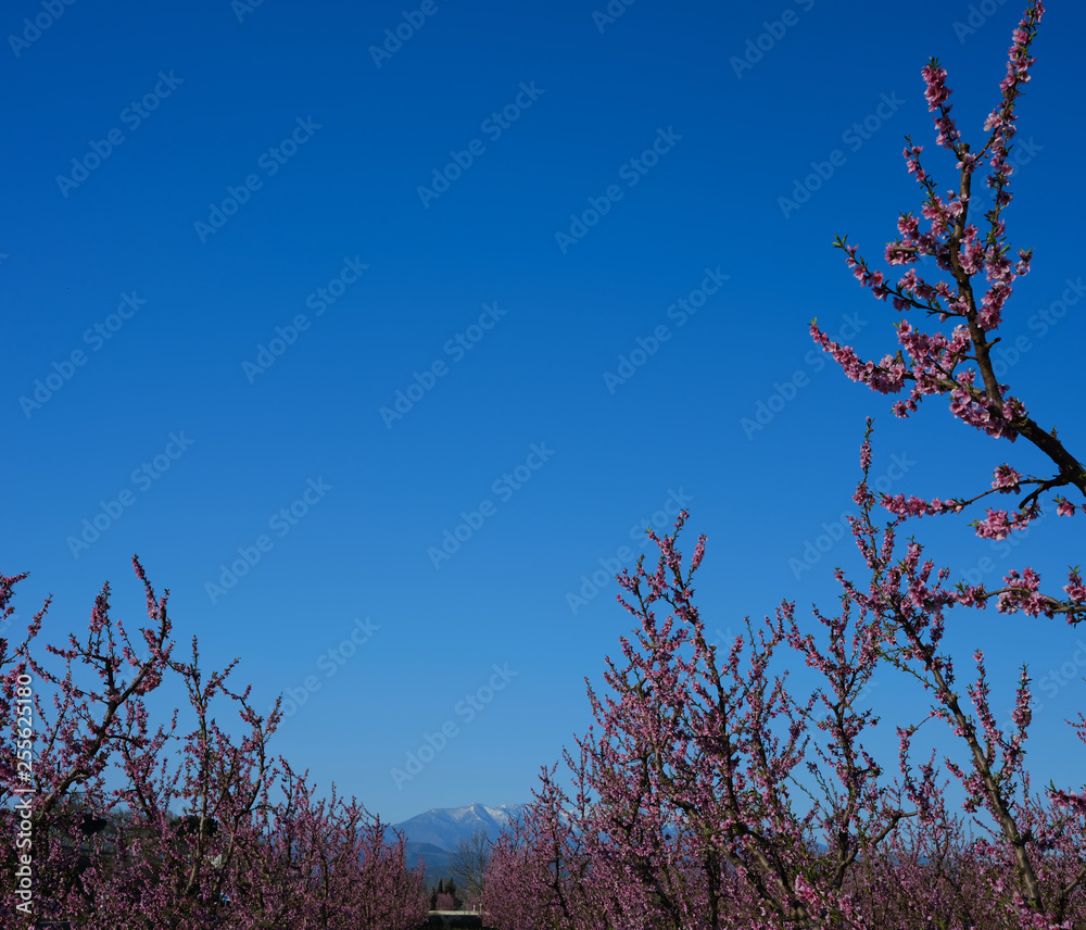 Apple orchard blossoms in spring in the Pyrenees-Orientales, France Apple orchard blossoms in spring in the Pyrenees-Orientales, France