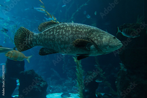 A grouper (Epinephelus marginatus) swimming in an aquarium in the foreground