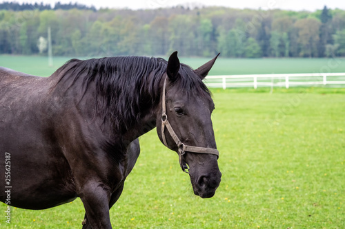 Black kladrubian horse with halter on green meadow. © Lubos Chlubny