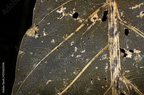 Nervations of a leaf