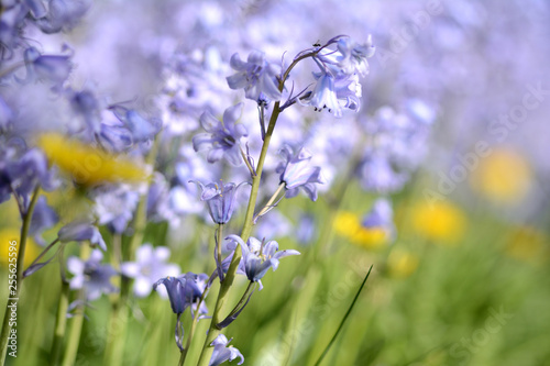 Close up of a blooming bluebell. With blurred hyacinths and dandelions in the background.