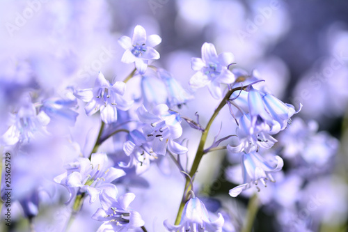Close up of blooming bluebells. With blurred hyacinths in the background.