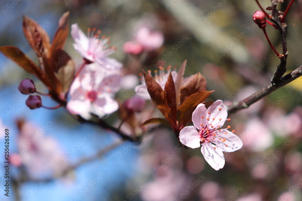 ARBRE PRUNUS A FLEURS ROSES ARBRE PRUNUS A FLEURS ROSES
