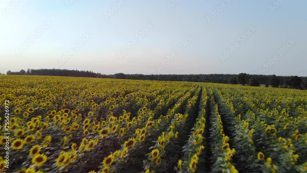 Sunflower field aerial shot at sunset Sunflower field aerial shot at sunset