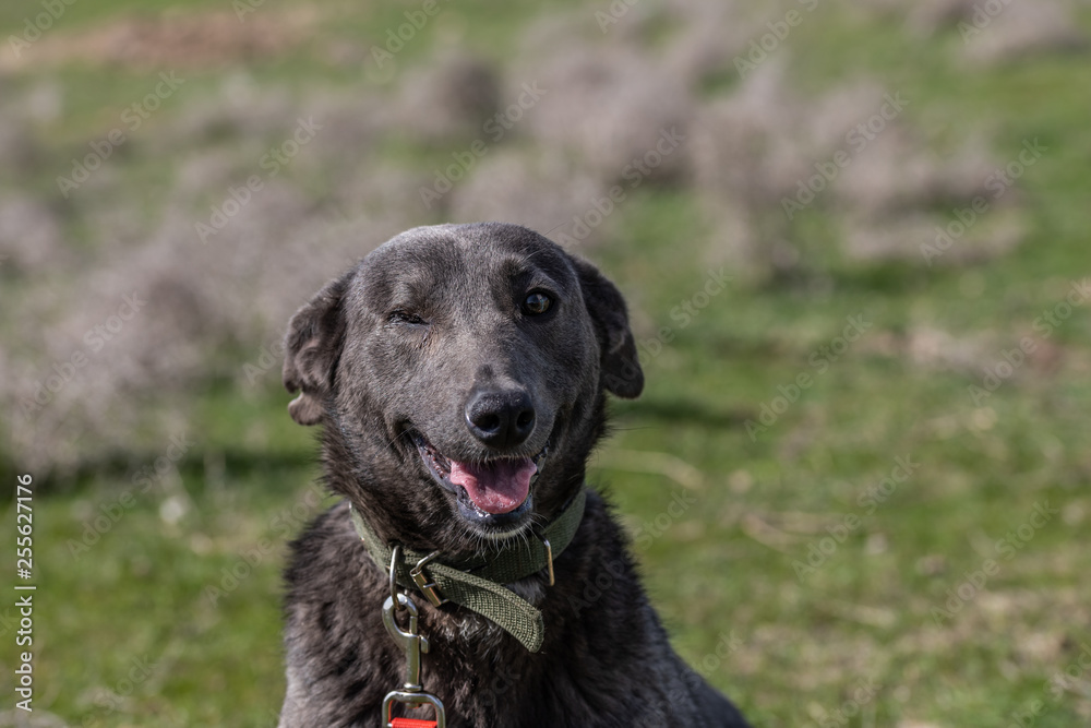 dog on a green background without one eye. one-eyed dog. black Dog