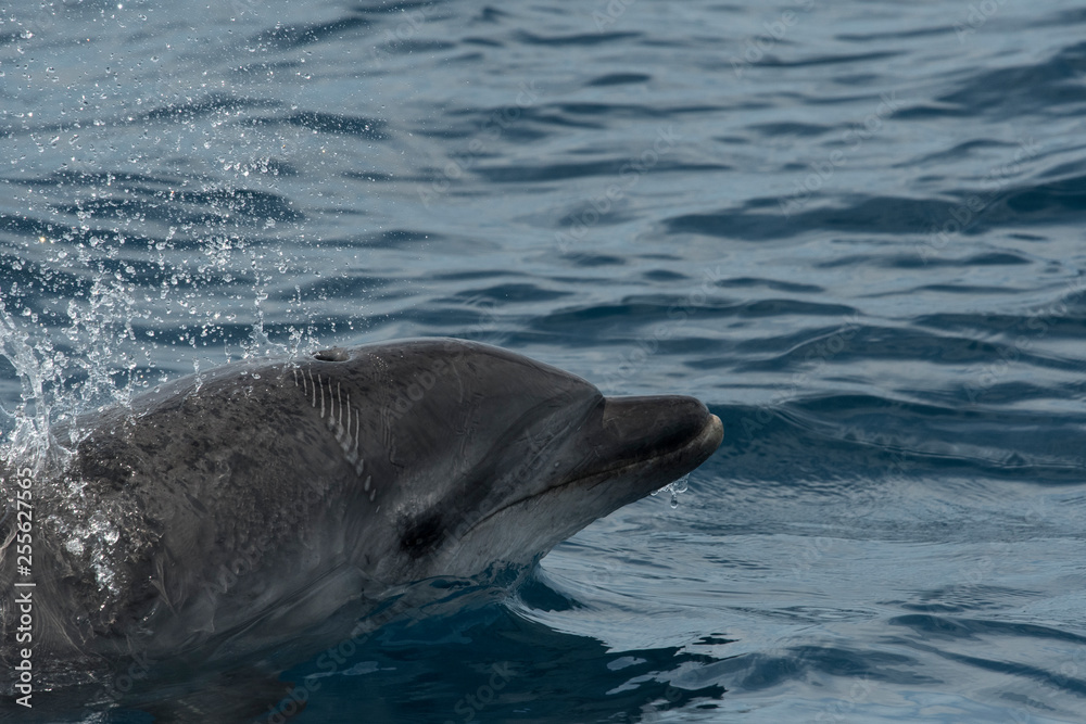 Obraz premium Grand dauphin