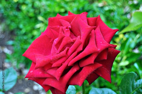 red rose