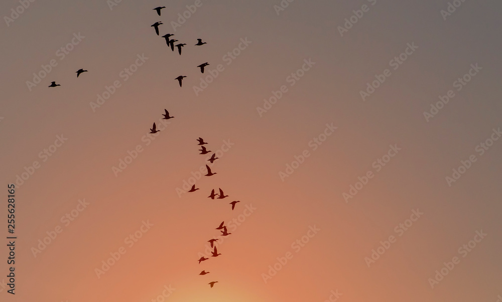 Obraz premium Flying bean geese at sunset