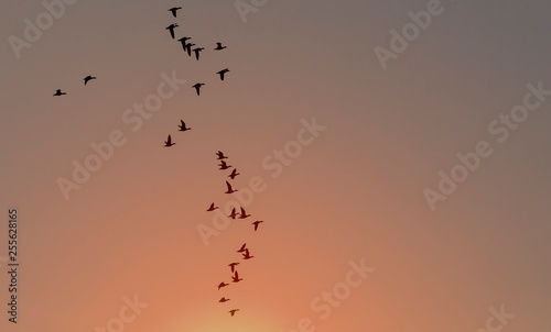 Flying bean geese at sunset