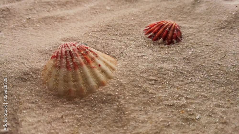 Beautiful shells on white sand beach, close up. Wind blowing on the sand. Beautiful shells on white sand beach, close up. Wind blowing on the sand.