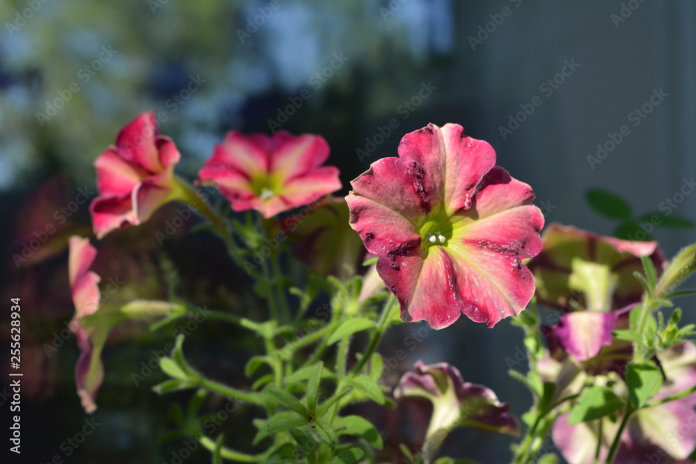 Colorful petunia flowers on the balcony. Small urban home garden with blooming plants. Sunny summer day.
