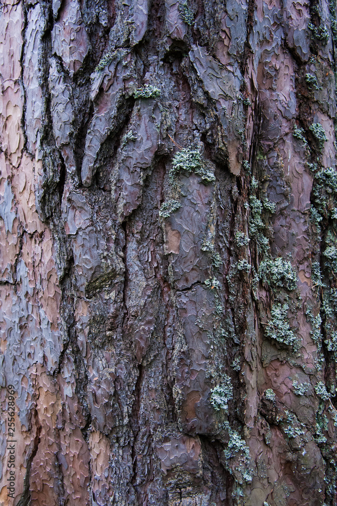 Obraz premium Texture bark of pine tree closeup