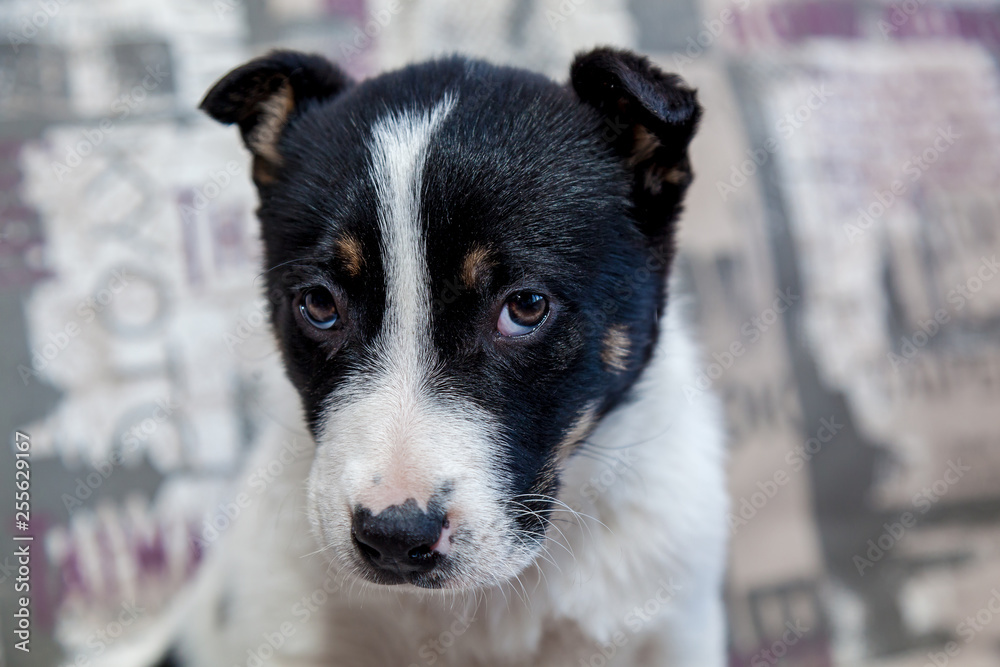 Puppy with sad eyes Puppy with sad eyes