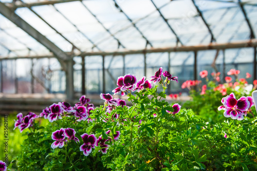 Garden greenhouse. Agribusiness