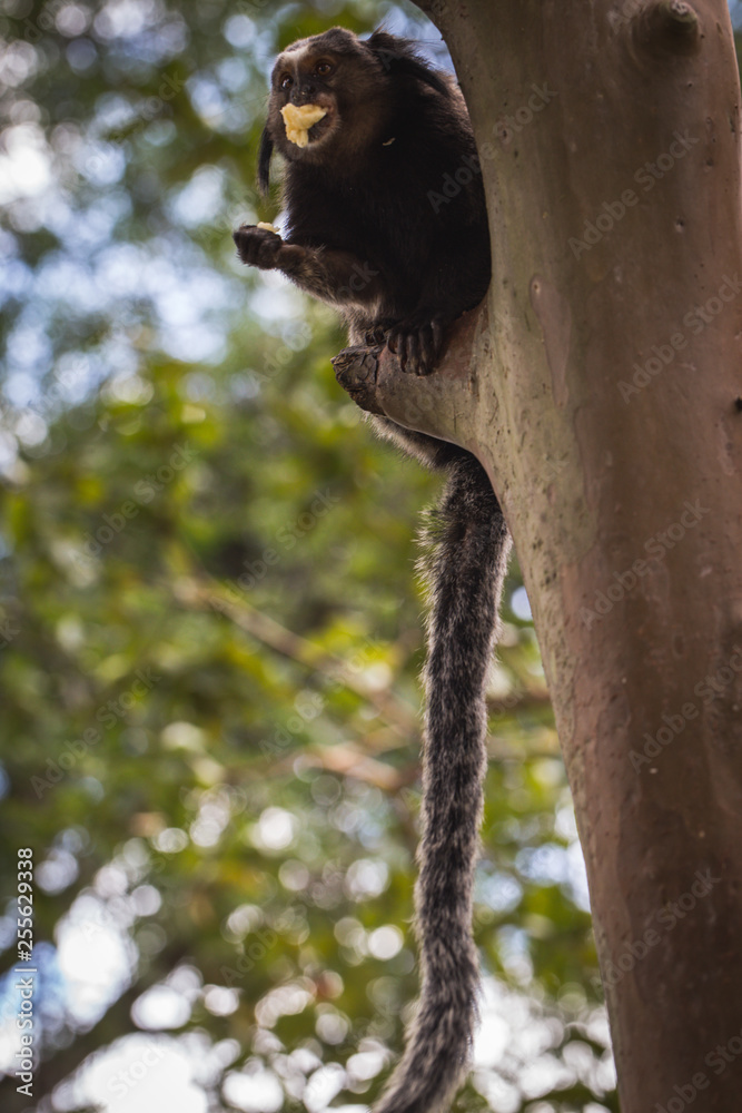 Sagui Monkey In The Wild Rio De Janeiro Brazil Stock Photo