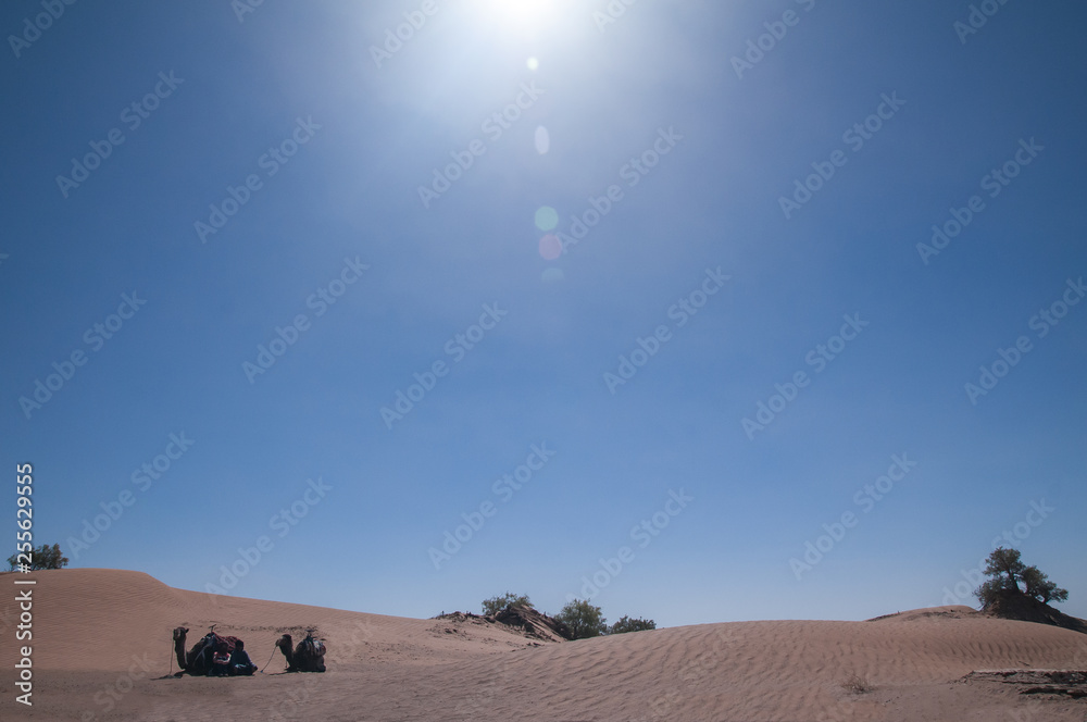 Wüstenlandschaft mit Kamelen und heißer Sonne 