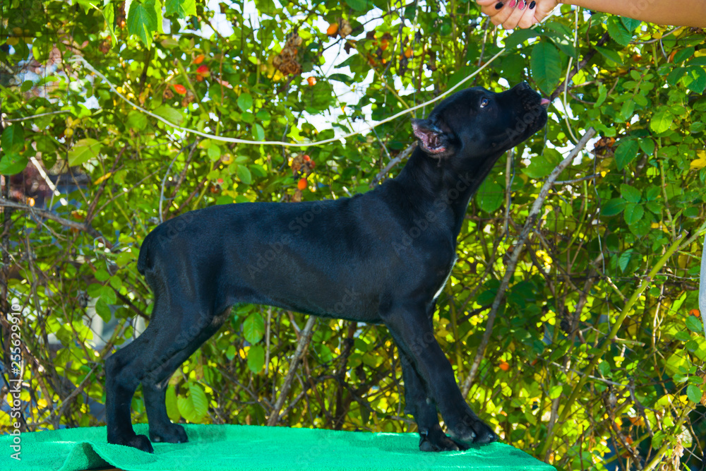 black puppy on the table posing for photo black puppy on the table posing for photo