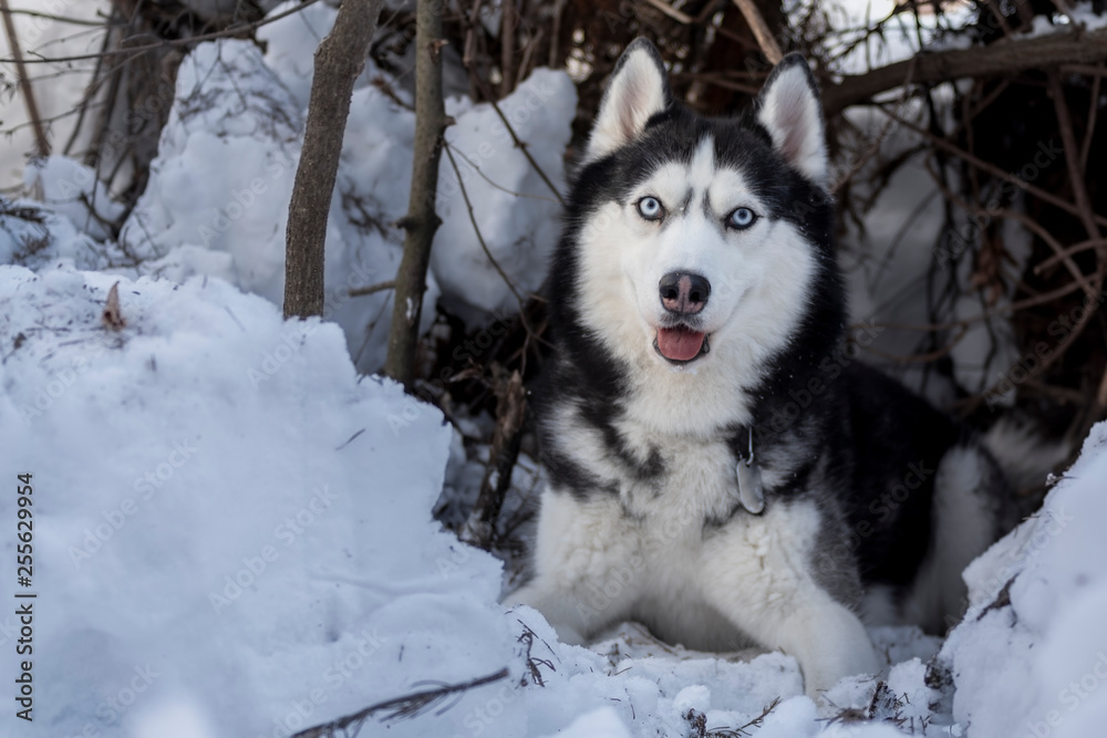 Awesome black and white Siberian Husky dog lie on snow.