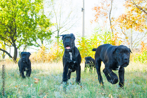 black puppies run and play in the meadow