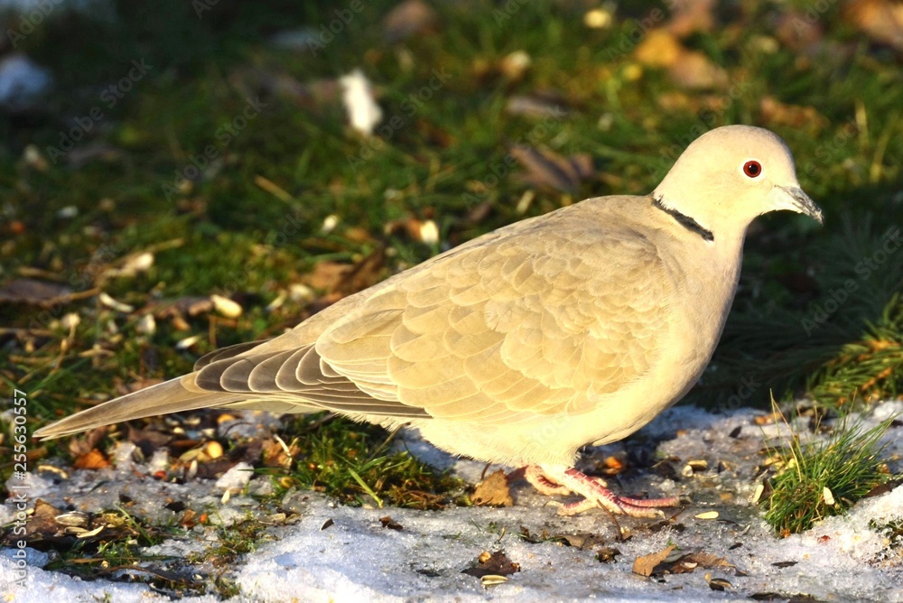 Fototapeta premium türkentaube