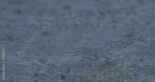 Rain Causing Ripples in a Puddle in Slow Motion