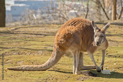 Image of red kangaroo