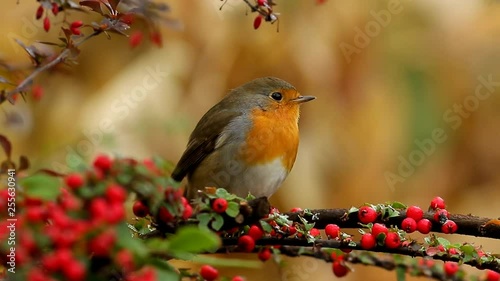 robin on branch
