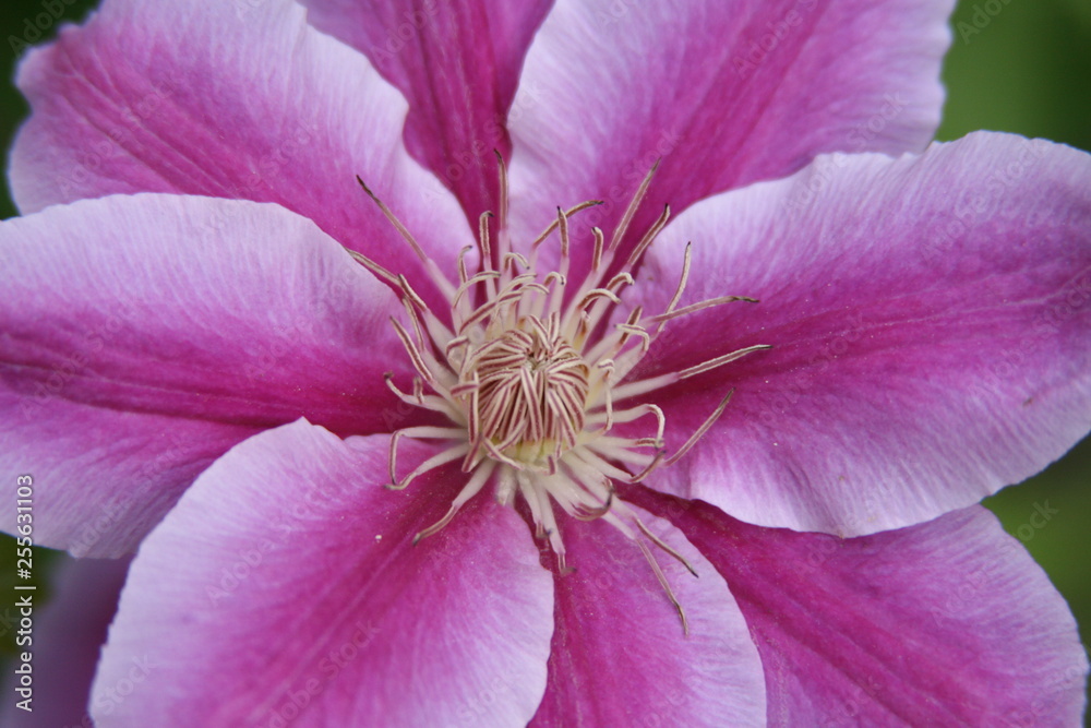 Pinke Clematisblüte im Garten