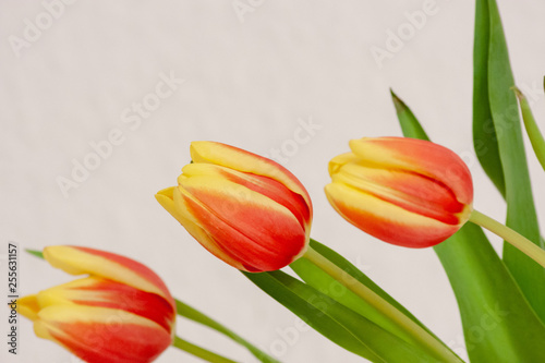 Bezaubernde Oster-Tulpen in rot-orange-gelb