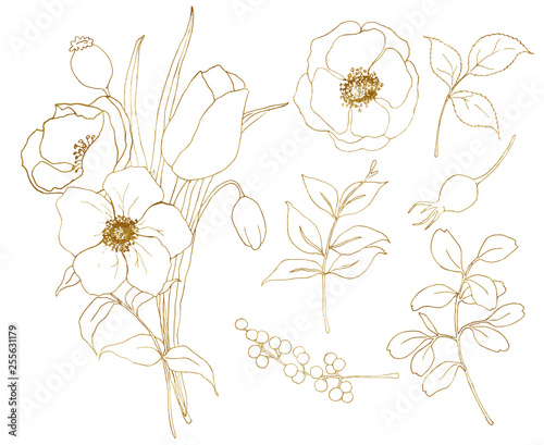 Fotografie, Obraz Vector golden sketch anemone and tulip big set