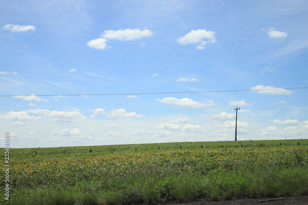 rural landscape with wheat field and blue sky rural landscape with wheat field and blue sky