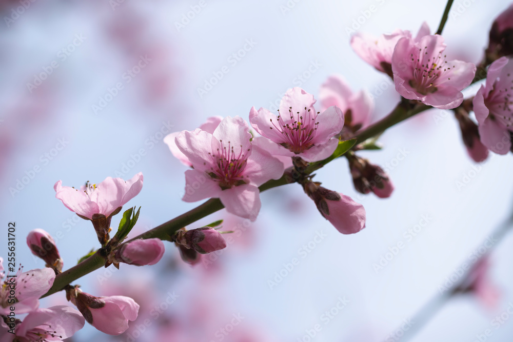 Fototapeta premium Wonderful spring bloom beautiful peach flowers.